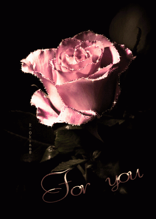 Розовая роза на черном фоне