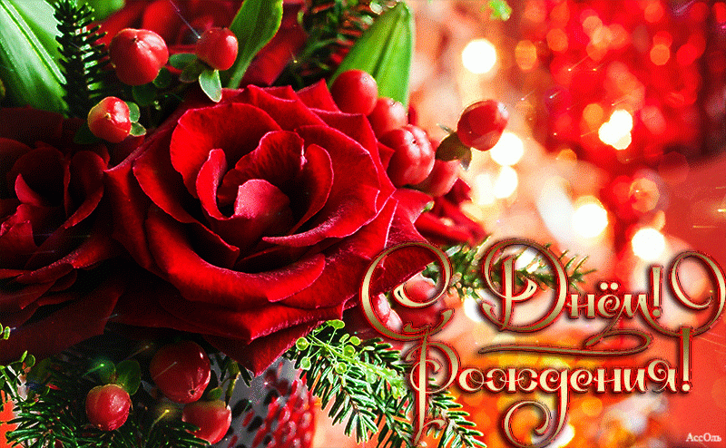 Красивая красная роза на День Рождения