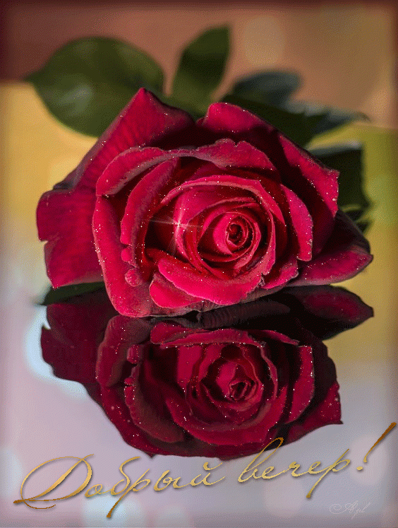 Красная роза - Добрый вечер !