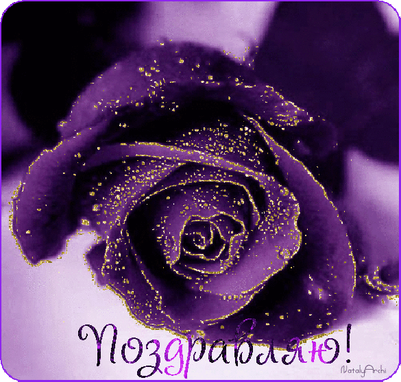 Фиолетовая роза – Поздравляю !