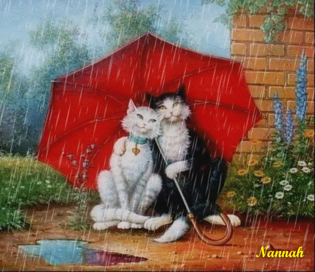 Кошки, дождь, осень