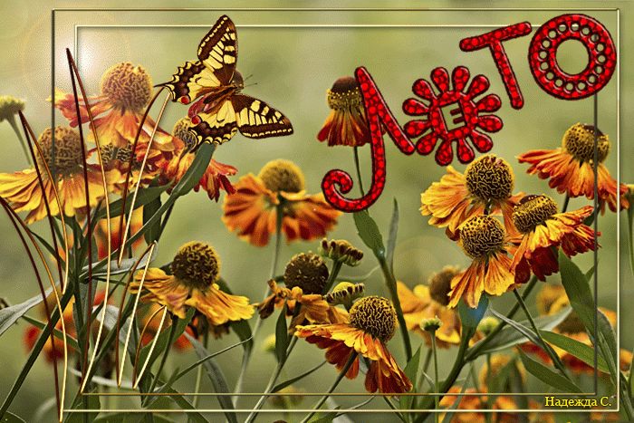 Анимация лето, цветы, бабочка