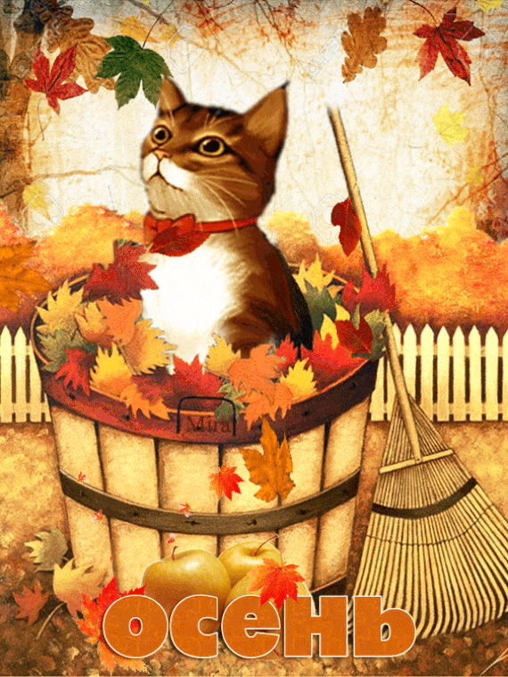 Кот в ведре с осенними листьями