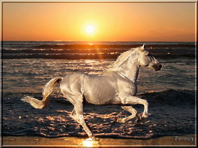 Лошадь белая у берега