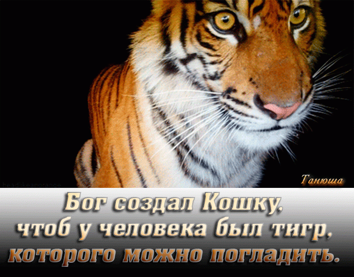 Бог создал Кошку, чтоб у человека был тигр, которого можно погладить