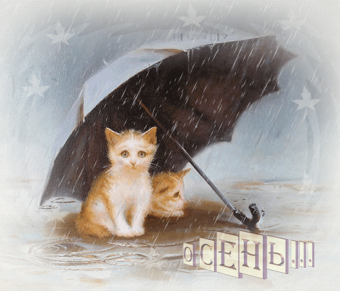 Осень, котята под зонтом