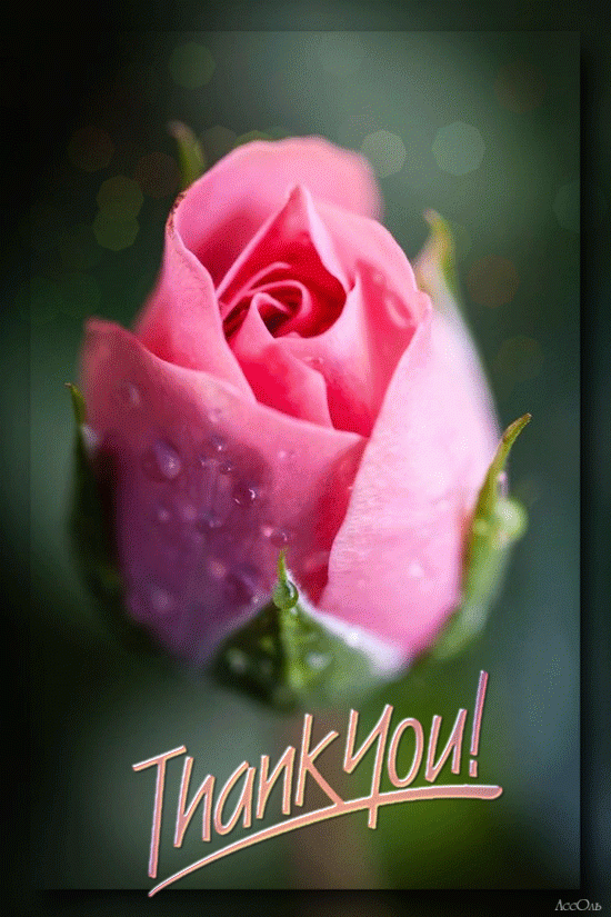 Thank you ! Rose, flower