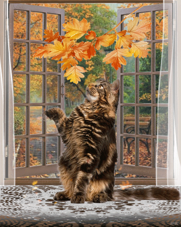 Кот и листья