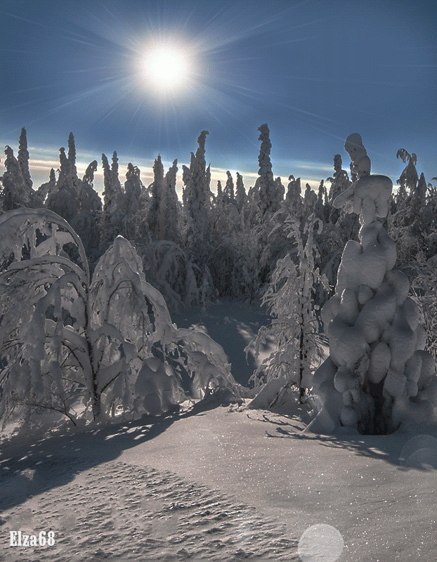 Деревья в снегу - Зимний пейзаж