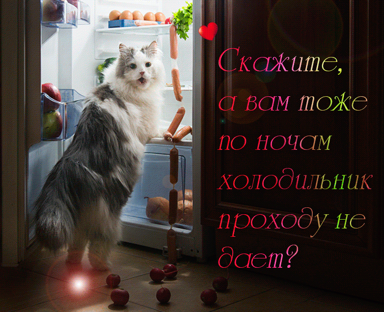 Кот и холодильник