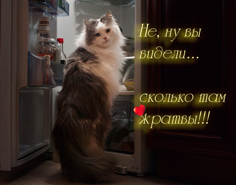 Кот у холодильника