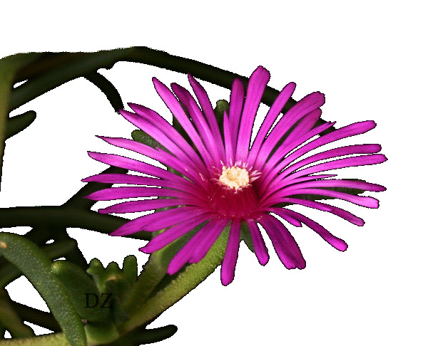 Распускающийся цветок на прозрачном фоне