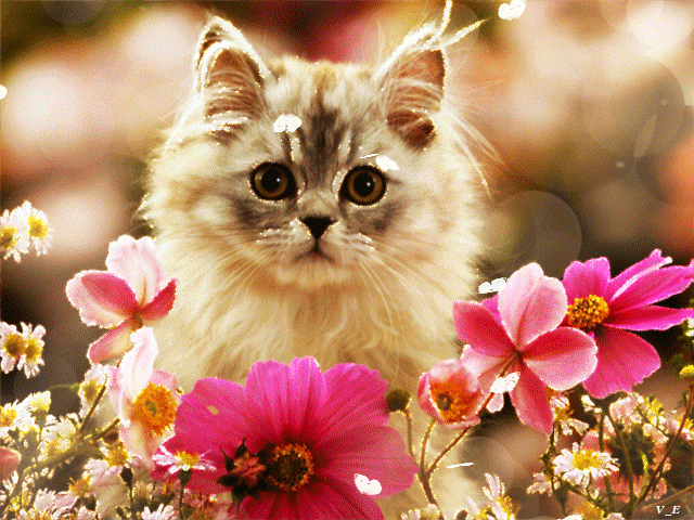 Кошка среди цветов