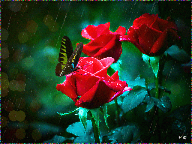 Розы, бабочка, дождь