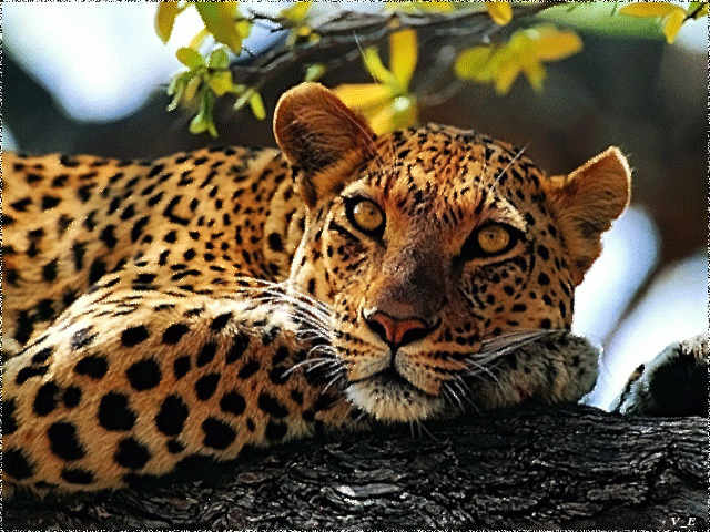Картинка леопард
