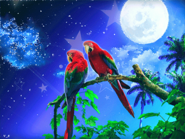 Попугаи на фоне ночного неба