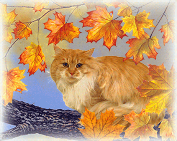 Осенний кот