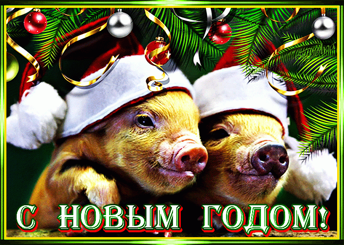 Картинка с новогодними свиньями