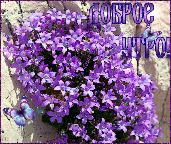 Доброе утро ! Фиолетовые цветы
