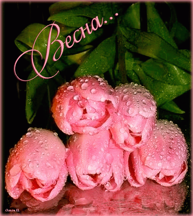 Розовые тюльпаны, дождь, весна