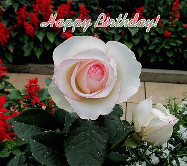 White Rose - Happy Birthday