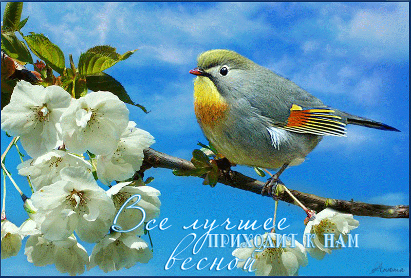 Птица, фраза, весна