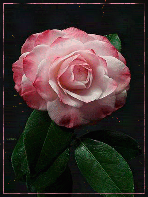 С Днем Рождения с большой розой