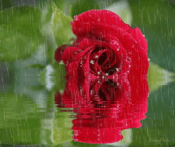 Роза под дождёи