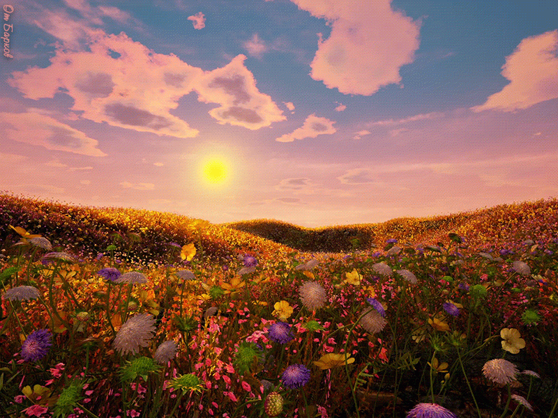 Летний вечер, поле цветов