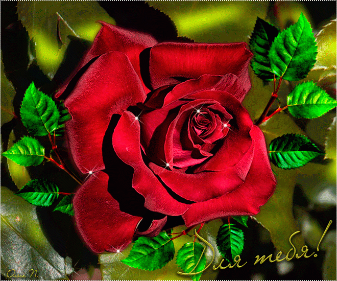 Большая красная роза для тебя !