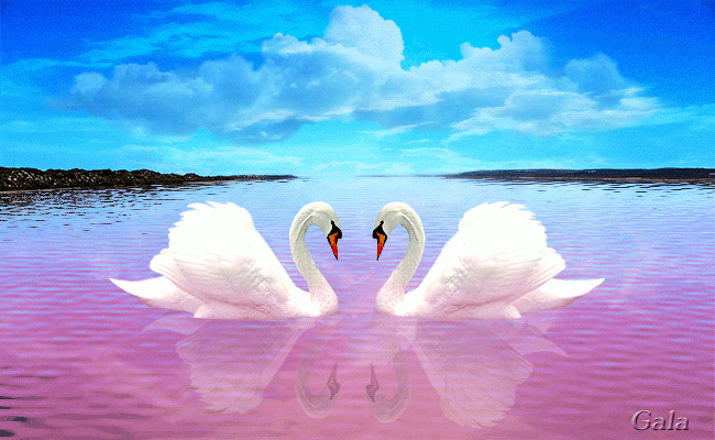 Два белых лебедя, любовь