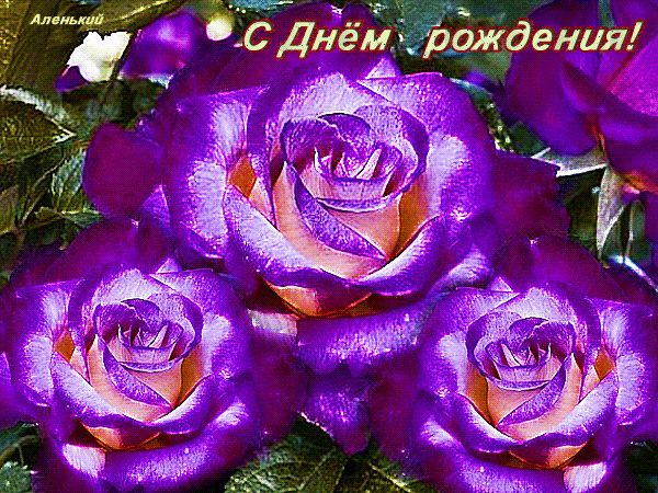 Три фиолетово-сиреневые розы