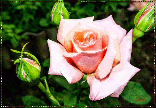 Розовая роза для тебя !
