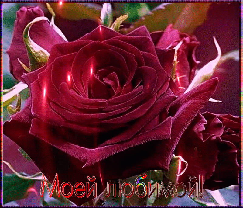 Моей любимой ! Красная роза