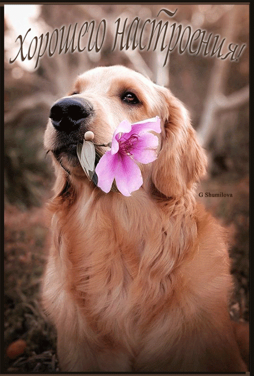 Собака с цветком – Хорошего настроения !
