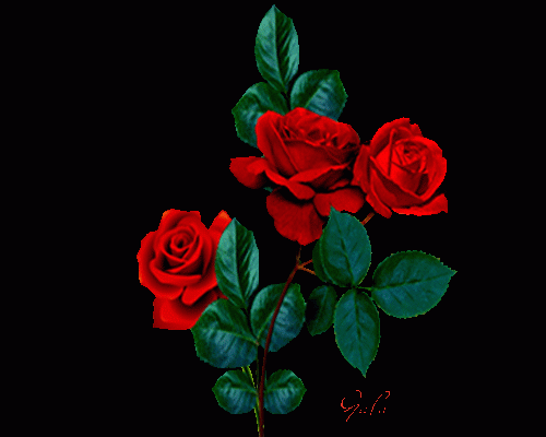 Картинка розы