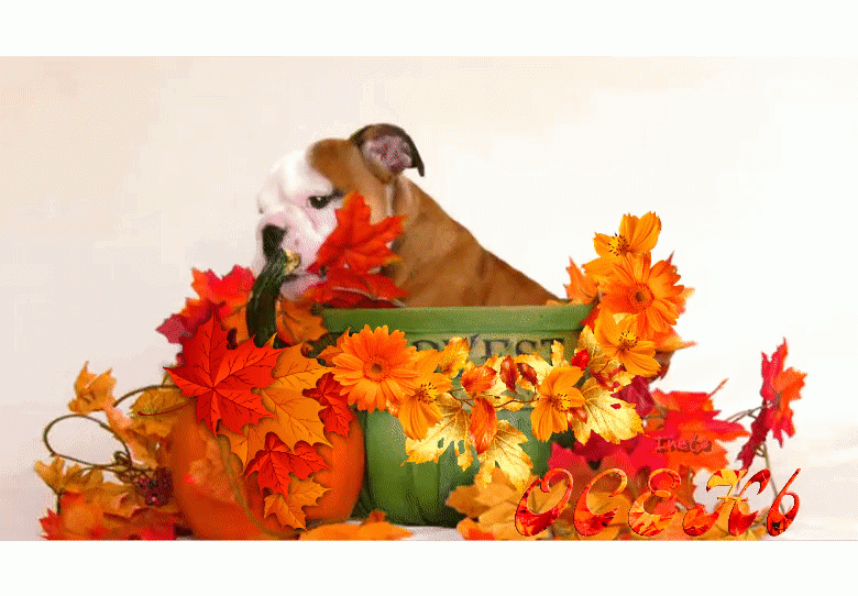 Собака, листья, осень
