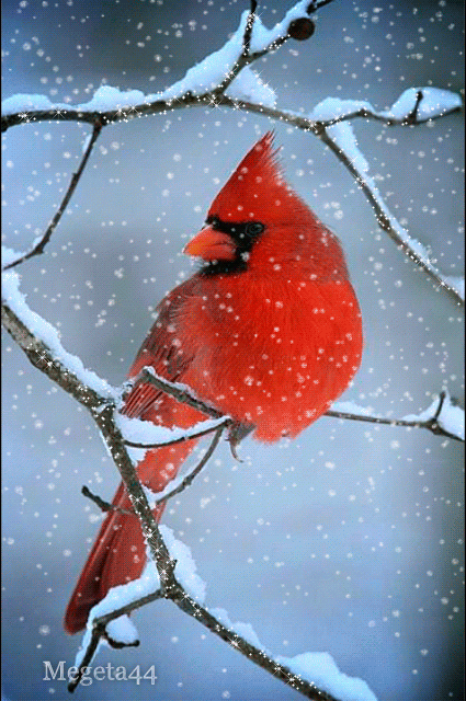 Снегопад, птица на ветке