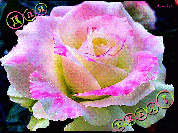 Бело - розовая роза для тебя !