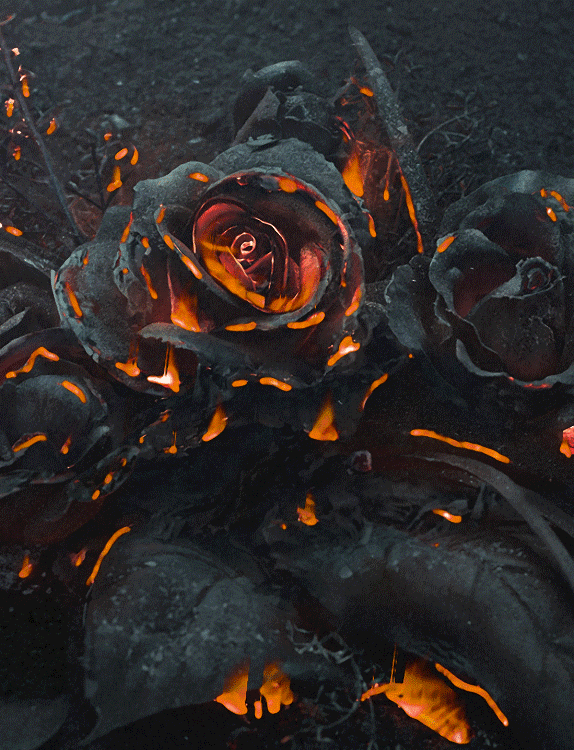 Чёрная роза в огне