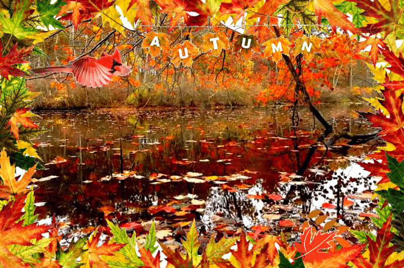 Осень, река, листья, лес