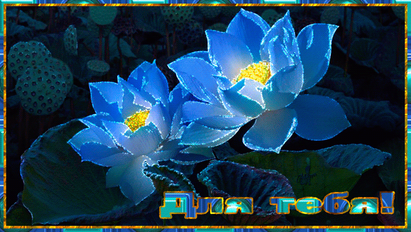 Синие цветочки для тебя !