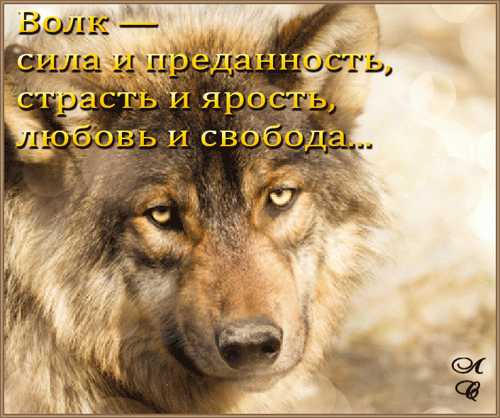 Волк - сила и преданность...