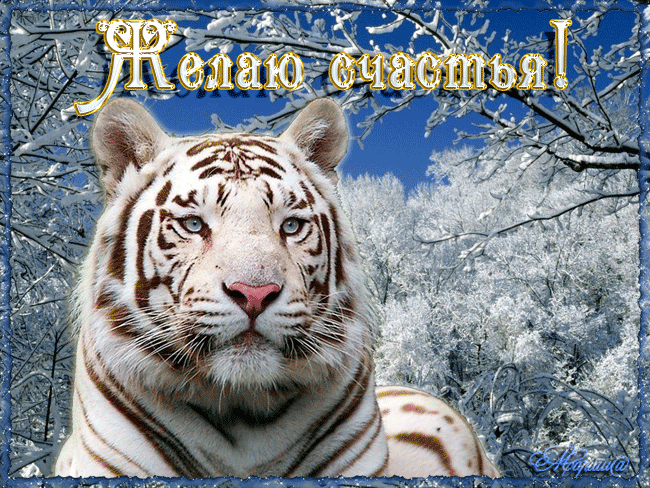 Желаю счастья ! Белый тигр