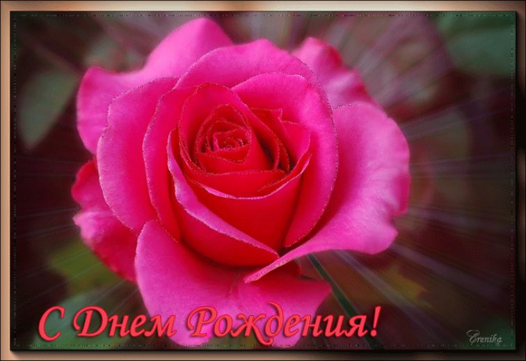 Розовая роза - С Днем Рождения !