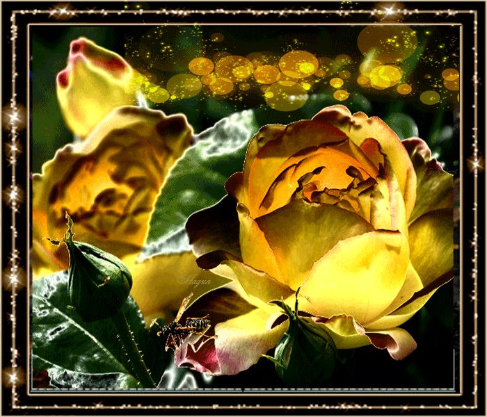 Желтые розы, цветы