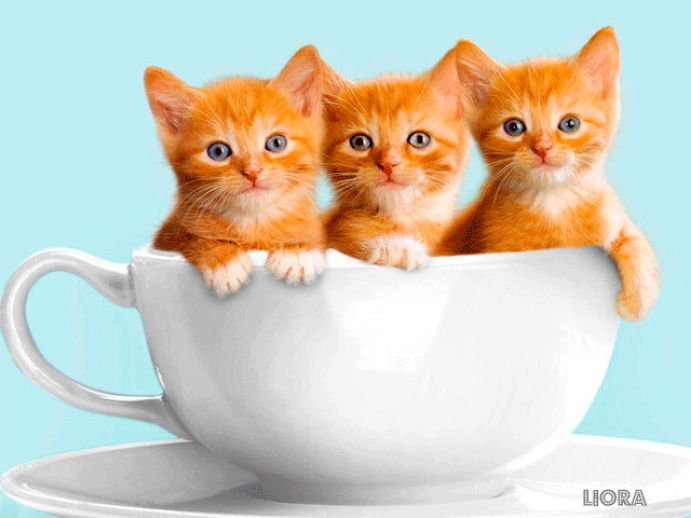 Рыжие котята в чашке