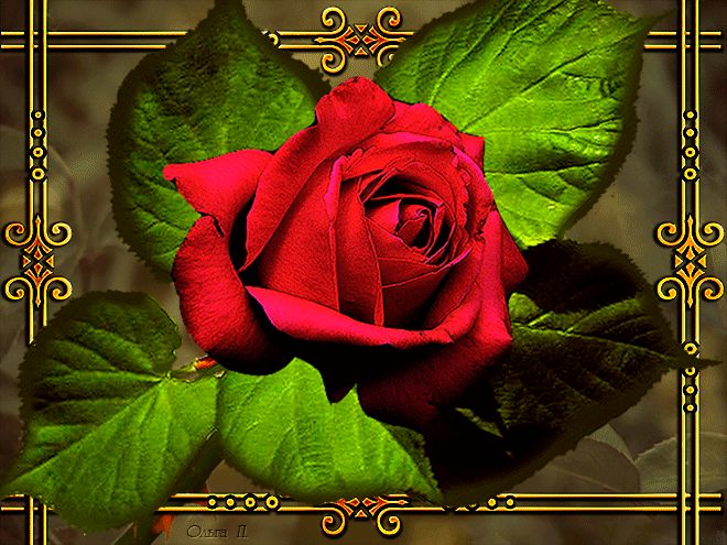 Роза – королева цветов