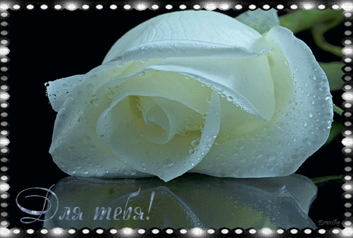 Белая роза для тебя !