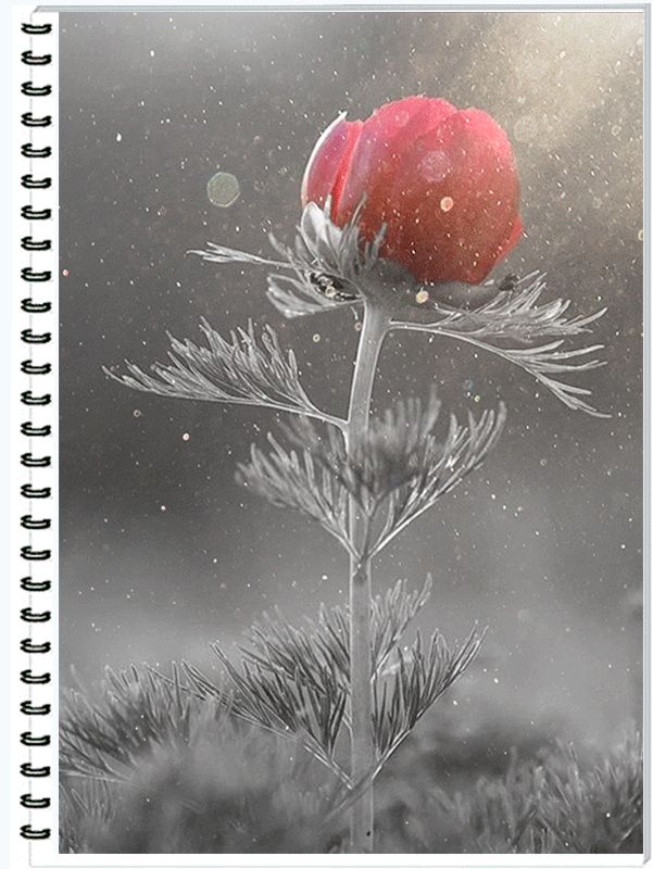 Тюльпан на снегу